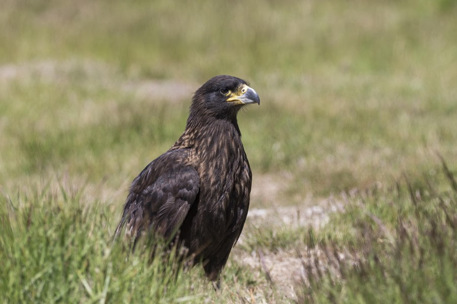 Striated Caracara on Carcass Island