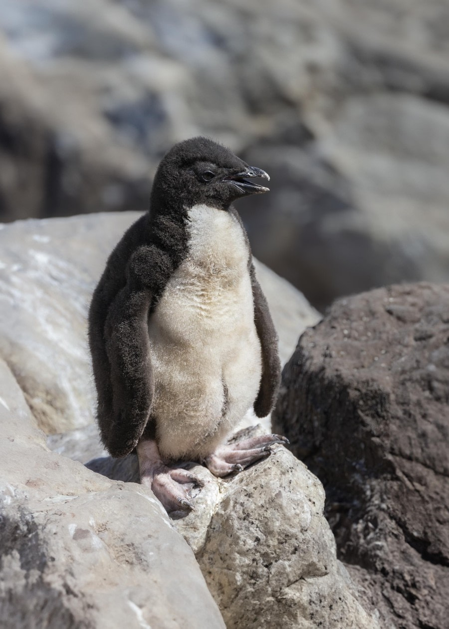 Penguin Plushie! (Pinguïn knuffel!)