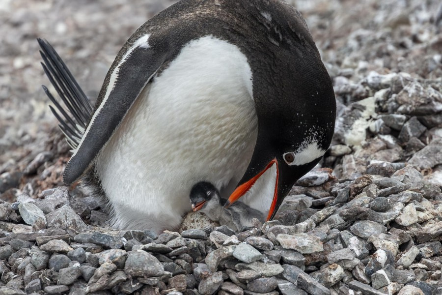 The Hatchling (Het eerste jong)