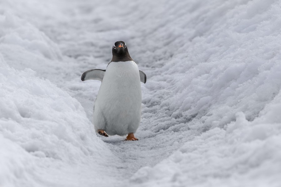 Penguin Highway!