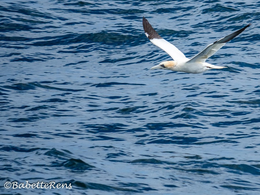 2024 05 27 Gannet (1)