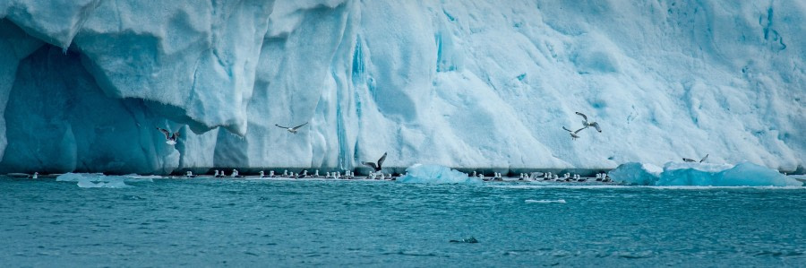 PLA02-24, Day 3, PAZ_4521, © Alexander Romanovskiy - Oceanwide Expeditions.jpg