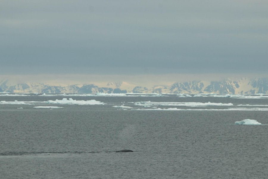 Sea Ice Ship Cruising – North Spitsbergen