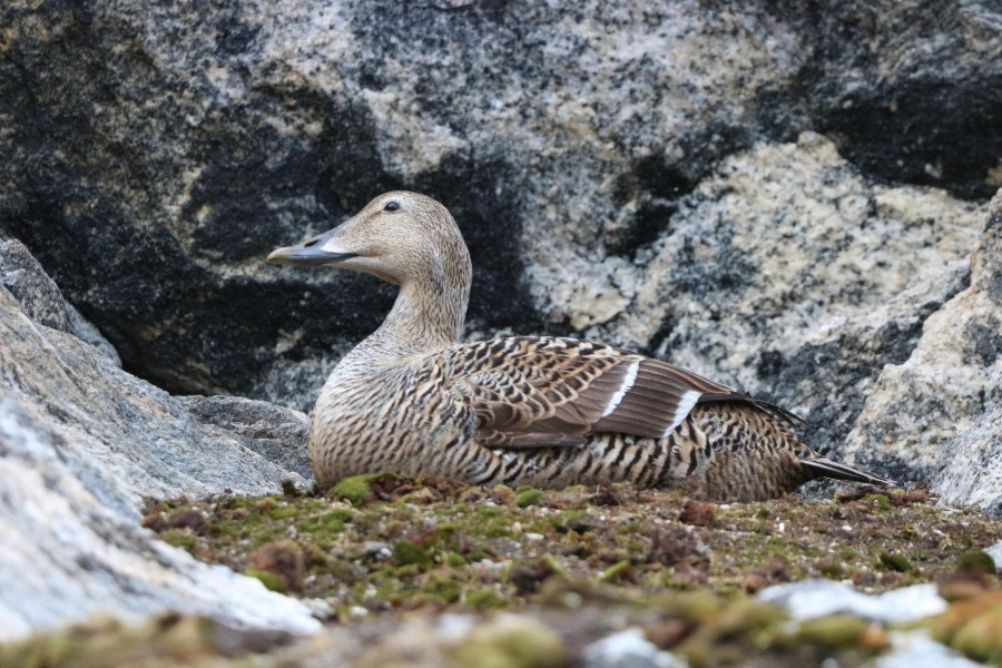 Eider female