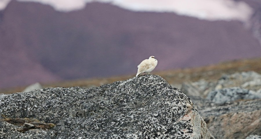 Svalbard rock Ptarmigan male