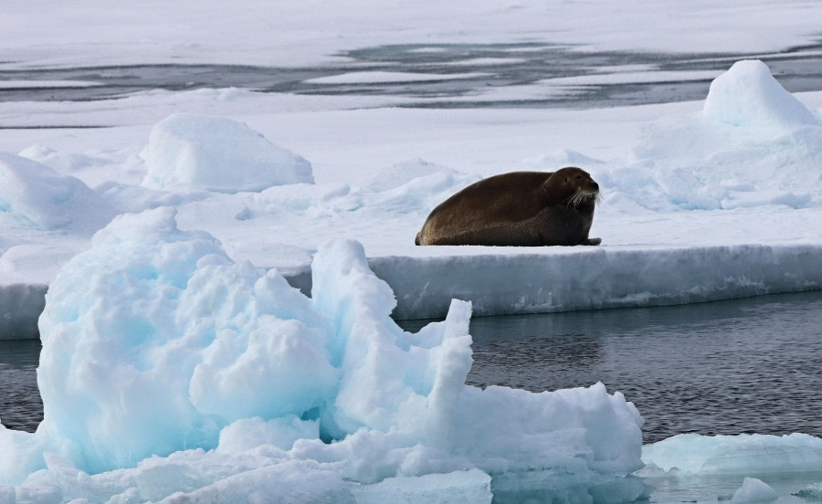 Bearded Seal