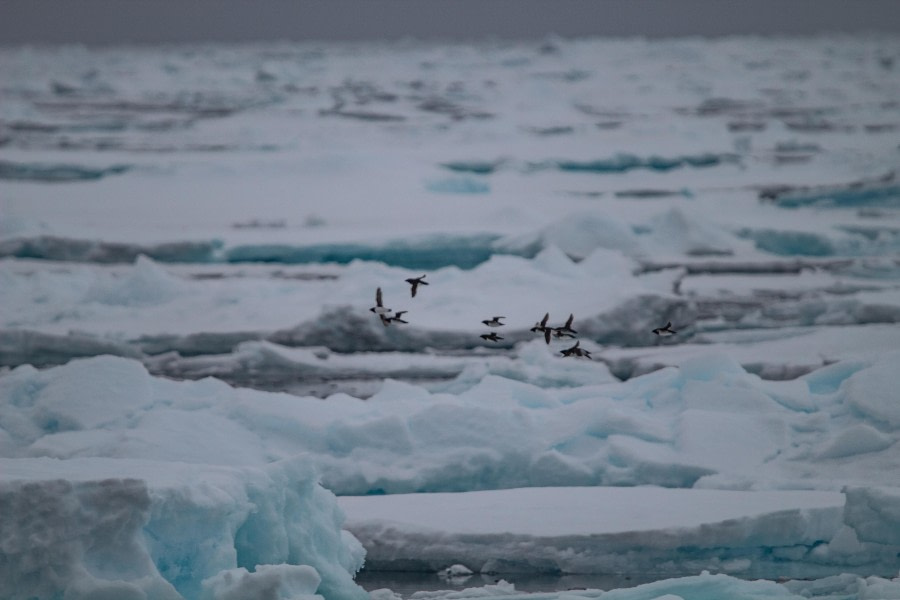 Pack Ice & Sailing the Continental Shelf