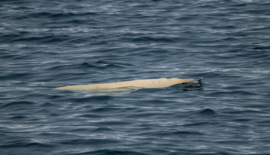 PLA03-24, Day 3, IMG_4759 © Unknown photographer - Oceanwide Expeditions.jpg