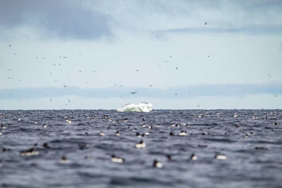 PLA03-24, Day 4, IMG_4884 © Unknown photographer - Oceanwide Expeditions.jpg