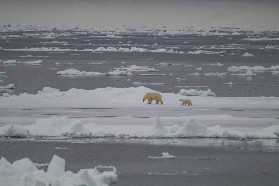 Sjuøyane & Pack Ice