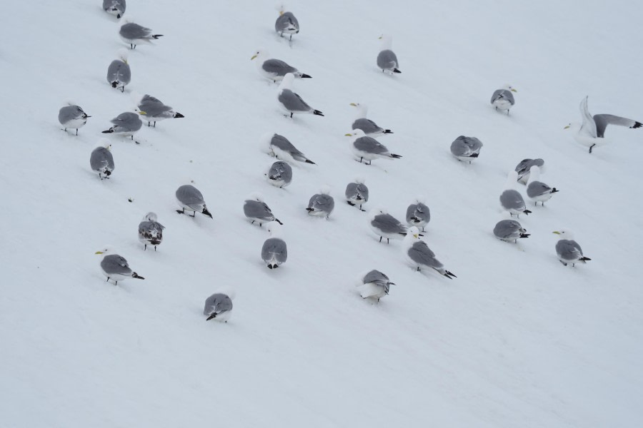 HDS04-24, Day 6, kittiwakes © Meike Sjoer - Oceanwide Expeditions.JPG