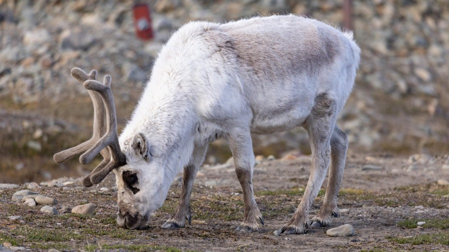 Embarkation – Longyearbyen, Svalbard