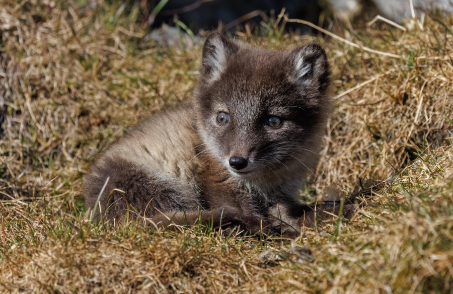 Arctic Fox cub Alkehornet