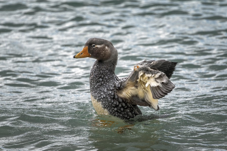 Falkland Steamer-Duck on Carcass Island