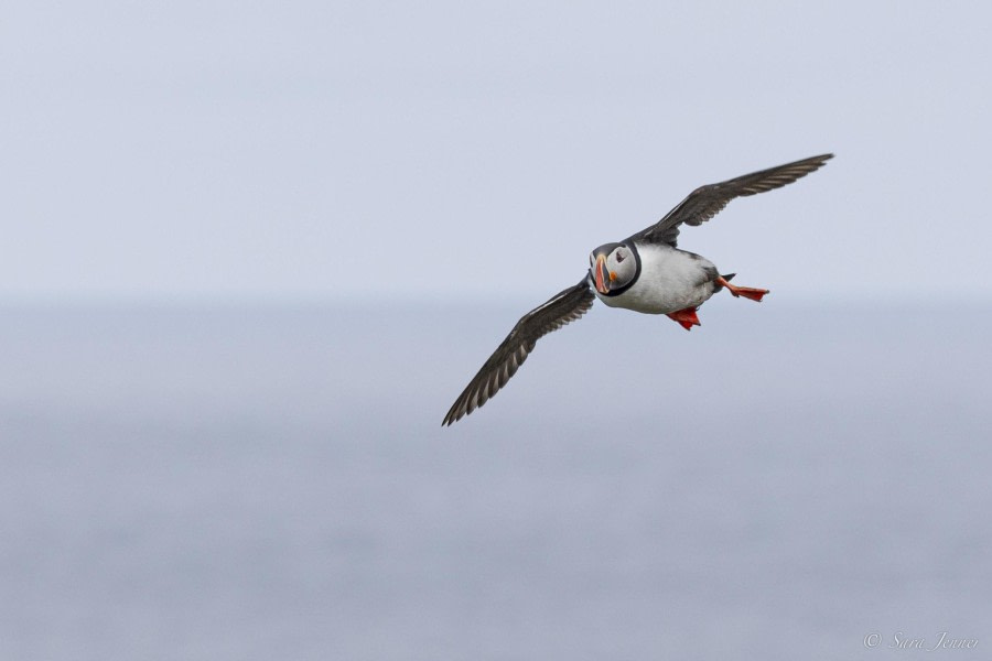 OTL03-24, Day 2, Puffin © Sara Jenner - Oceanwide Expeditions.jpg