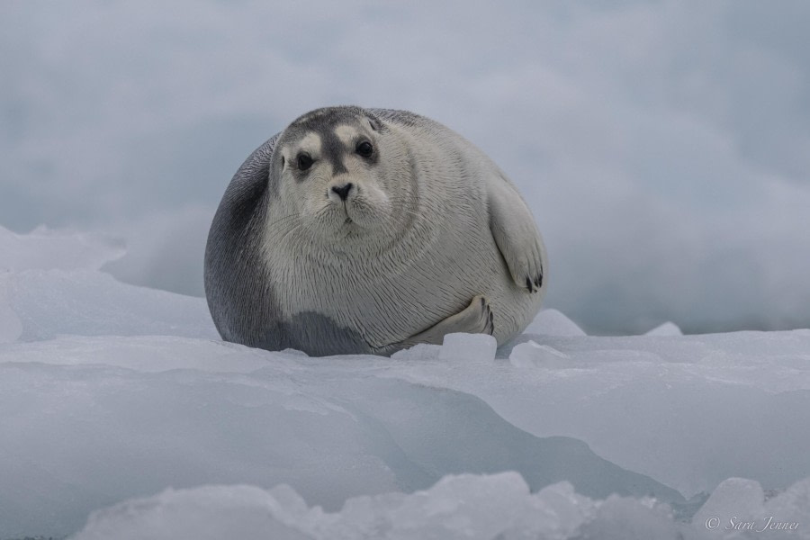 OTL03-24, Day 3, Beared seal 3 © Sara Jenner - Oceanwide Expeditions.jpg