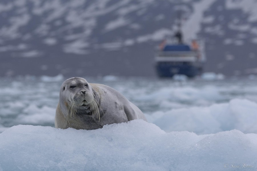 OTL03-24, Day 3, Beared seal 5 © Sara Jenner - Oceanwide Expeditions.jpg