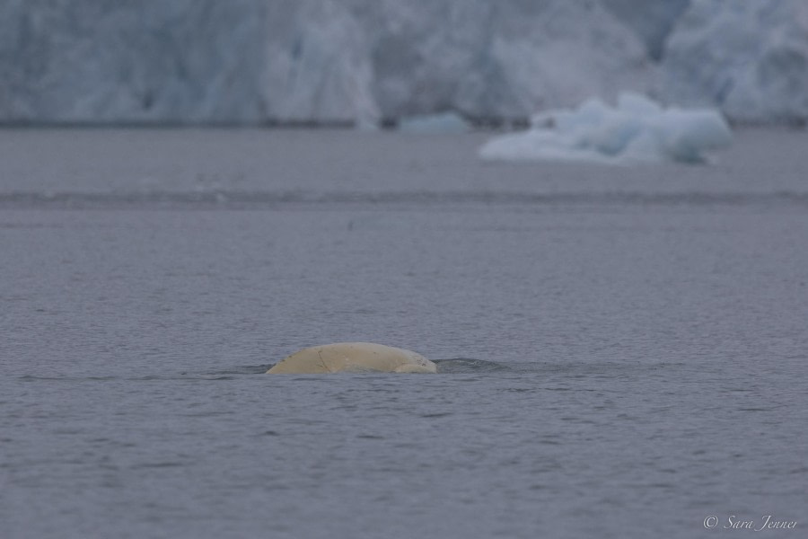 OTL03-24, Day 3, Beluga 1 © Sara Jenner - Oceanwide Expeditions.jpg