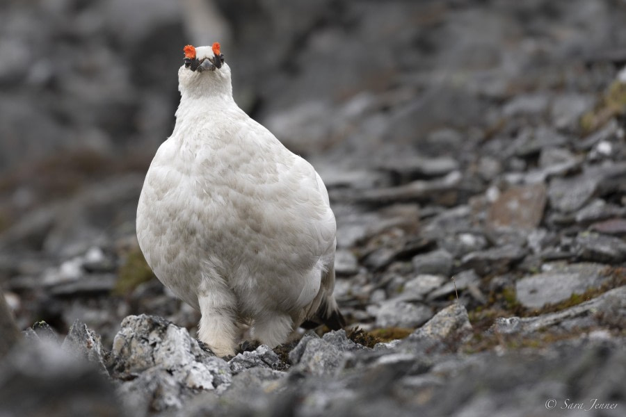 OTL03-24, Day 3, Ptarmigen © Sara Jenner - Oceanwide Expeditions.jpg