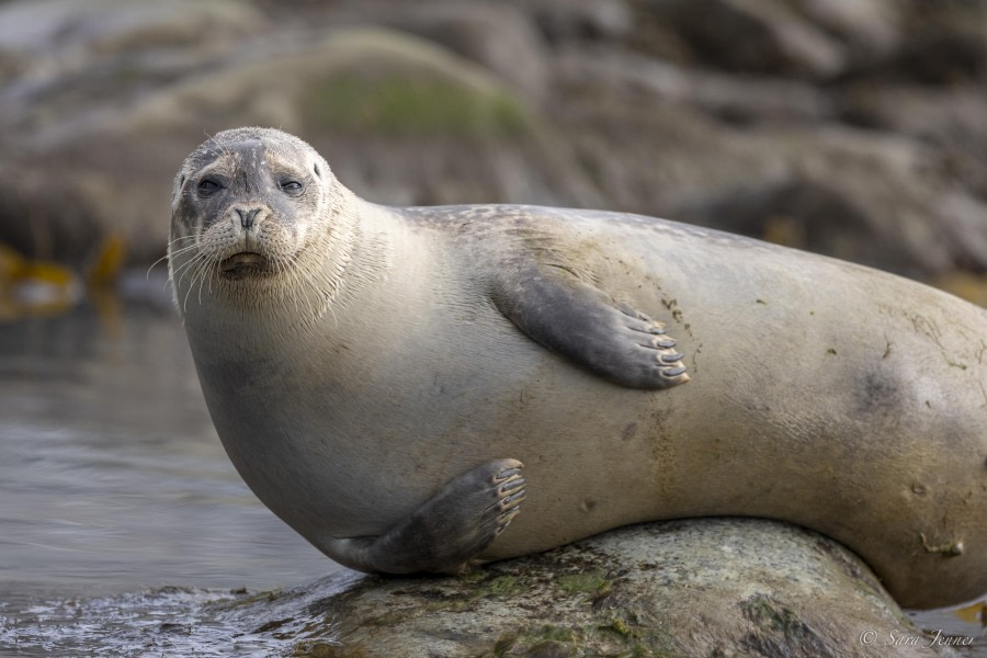 OTL03-24, Day 6, Harbour seal 1 (2) © Sara Jenner - Oceanwide Expeditions.jpg