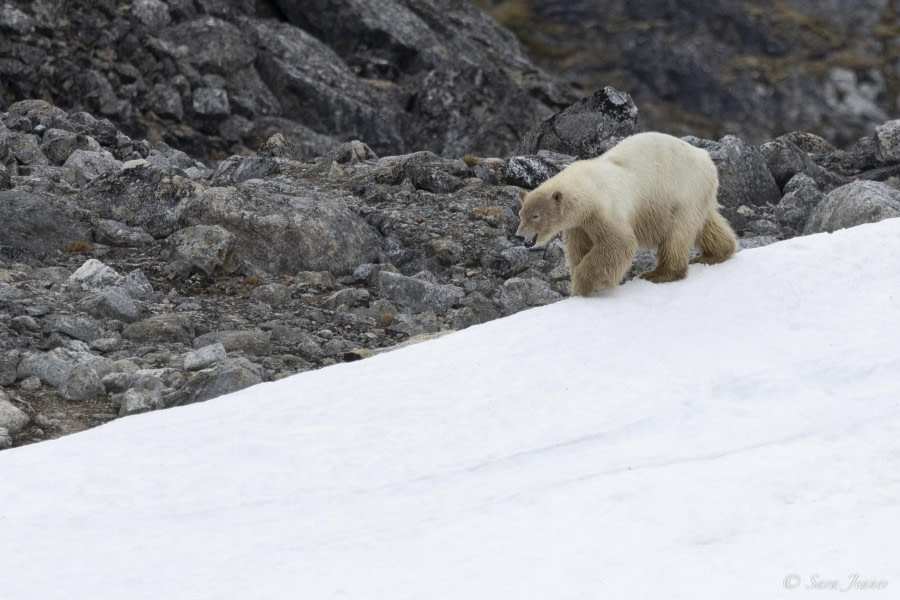 OTL03-24, Day 6, Polar bear 3 © Sara Jenner - Oceanwide Expeditions.jpg