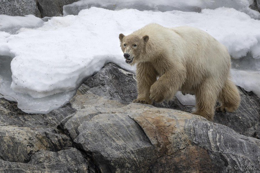 OTL03-24, Day 6, Polar bear 4 © Sara Jenner - Oceanwide Expeditions.jpg