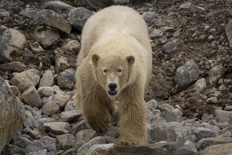 OTL03-24, Day 6, Polar bear 6 © Sara Jenner - Oceanwide Expeditions.jpg