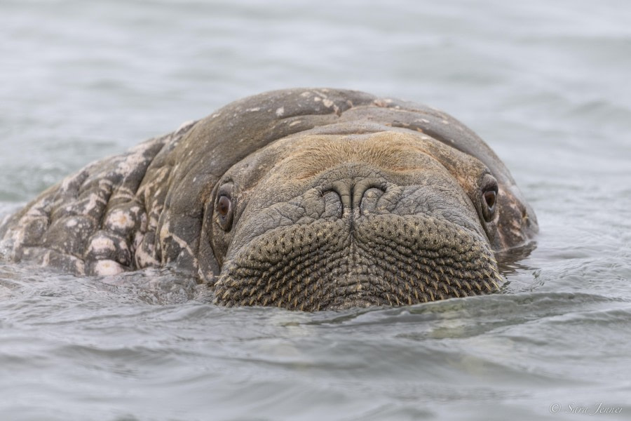 OTL03-24, Day 6, Walrus 1 © Sara Jenner - Oceanwide Expeditions.jpg