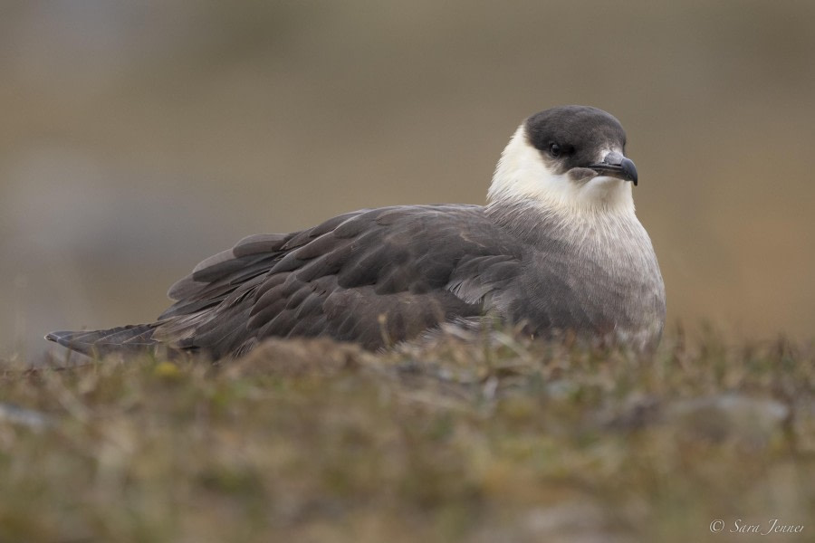 OTL03-24, Day 7, Arctic skua © Sara Jenner - Oceanwide Expeditions.jpg