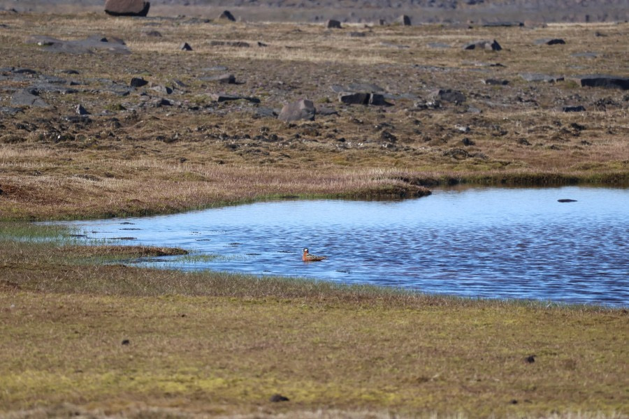 PLA04-24, Day 4, Grey Phalerope © Beth Hitchcock - Oceanwide Expeditions.JPG