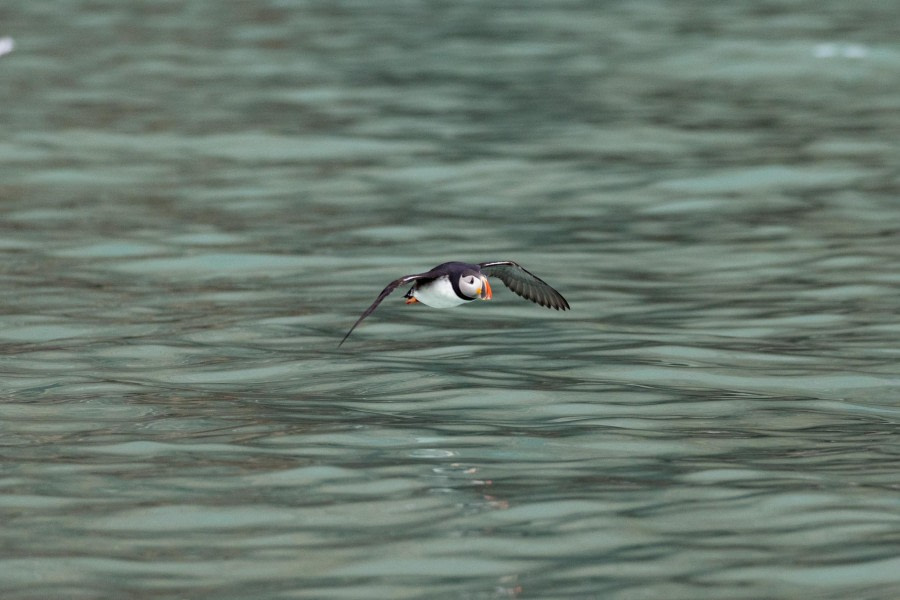 HDS05-24, Day 2, 4Q9A8228 © Katlyn Taylor - Oceanwide Expeditions.jpeg