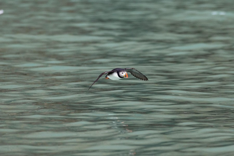 HDS05-24, Day 2, 4Q9A8228 2 © Katlyn Taylor - Oceanwide Expeditions.jpeg