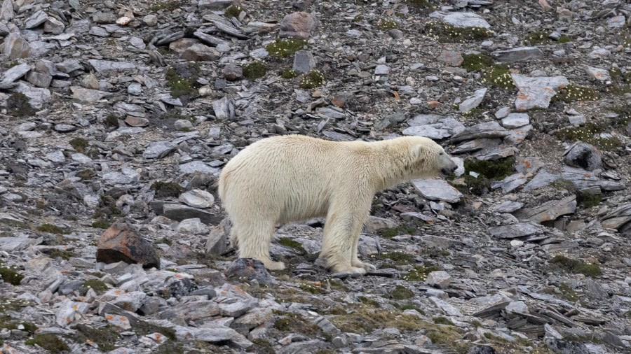 HDS05-24, Day 3, 4Q9A8377 © Katlyn Taylor - Oceanwide Expeditions.jpeg