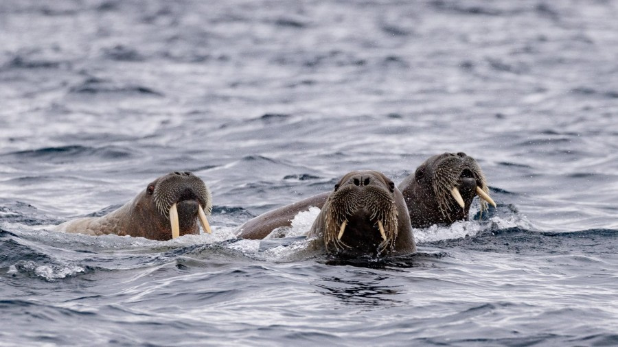 HDS05-24, Day 4, 4Q9A8650 © Katlyn Taylor - Oceanwide Expeditions.jpg