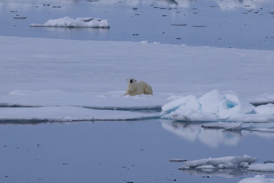 HDS05-24, Day 5, 4Q9A8858 © Katlyn Taylor - Oceanwide Expeditions.jpeg