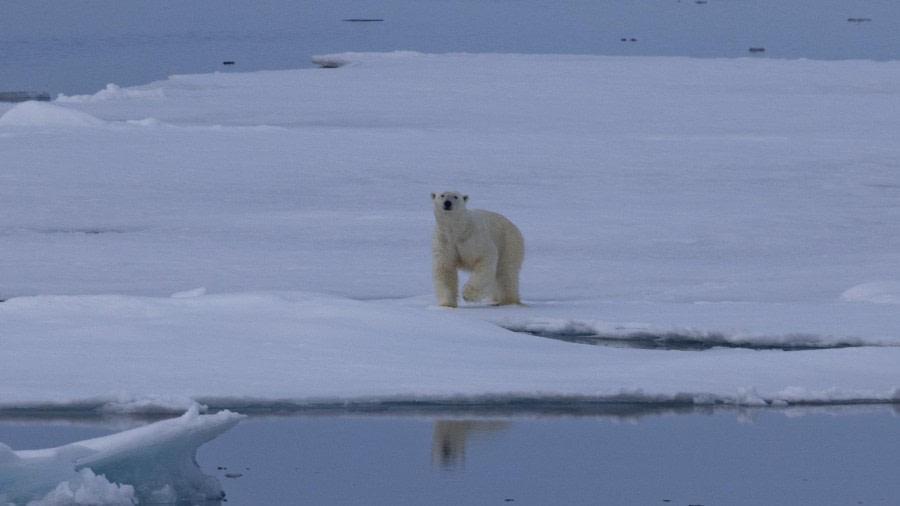 HDS05-24, Day 5, 4Q9A8889 © Katlyn Taylor - Oceanwide Expeditions.jpeg