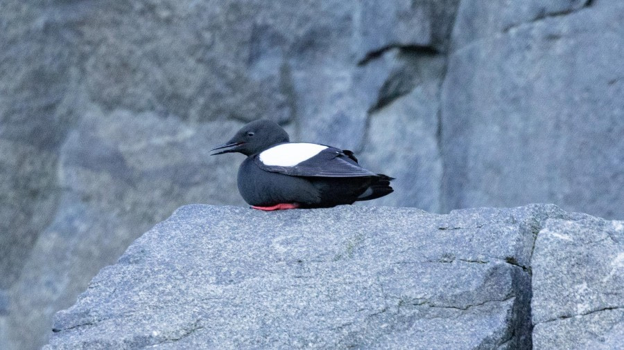 HDS05-24, Day 6, 4Q9A9142 © Katlyn Taylor - Oceanwide Expeditions.jpeg