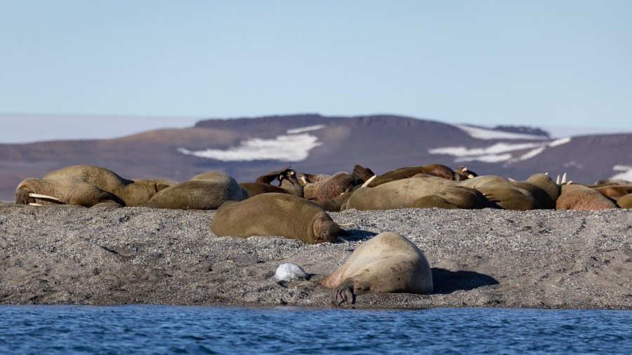 HDS05-24, Day 6, 4Q9A9510 © Katlyn Taylor - Oceanwide Expeditions.jpeg