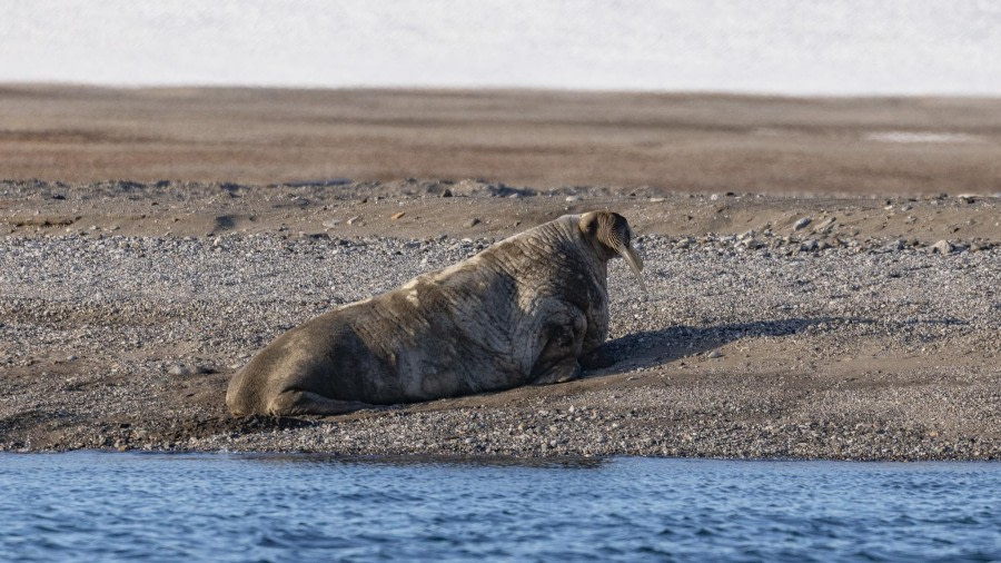 HDS05-24, Day 6, 4Q9A9541 © Katlyn Taylor - Oceanwide Expeditions.jpeg