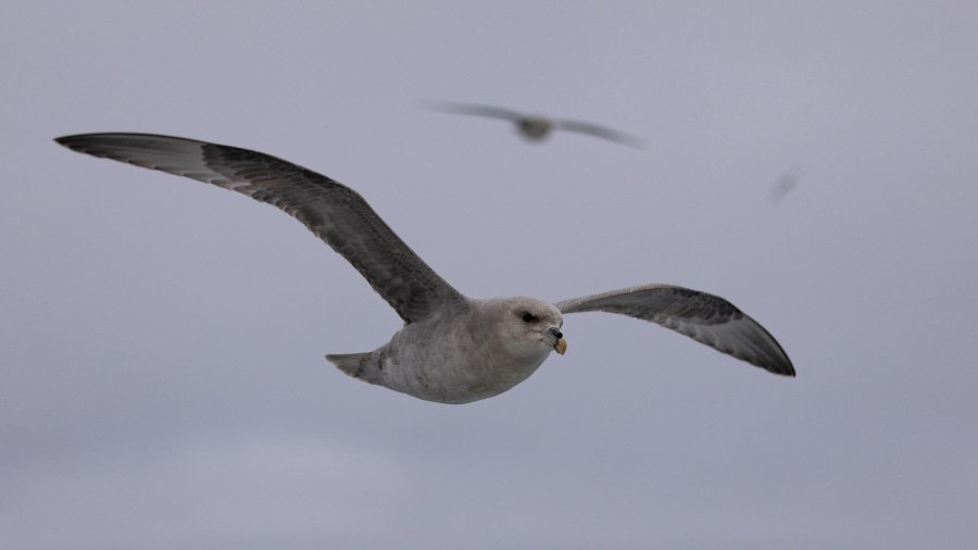 HDS05-24, Day 7, 4Q9A9720 © Katlyn Taylor - Oceanwide Expeditions.jpeg