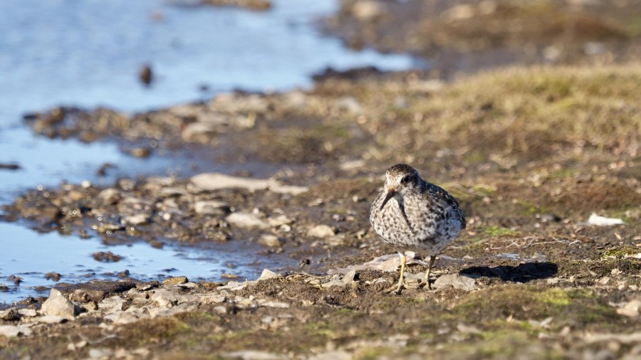 HDS05-24, Day 8, PurpleSandpiper © Meike Sjoer - Oceanwide Expeditions.JPG