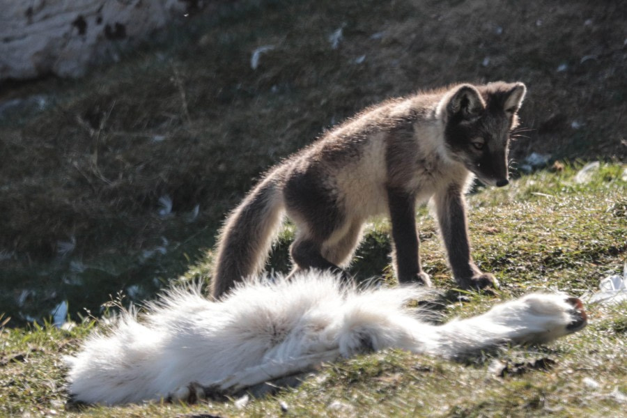 Arctic Fox Cub
