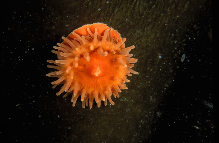 Sea anemone © Pascal Kobeh - Oceanwide Expeditions.jpg