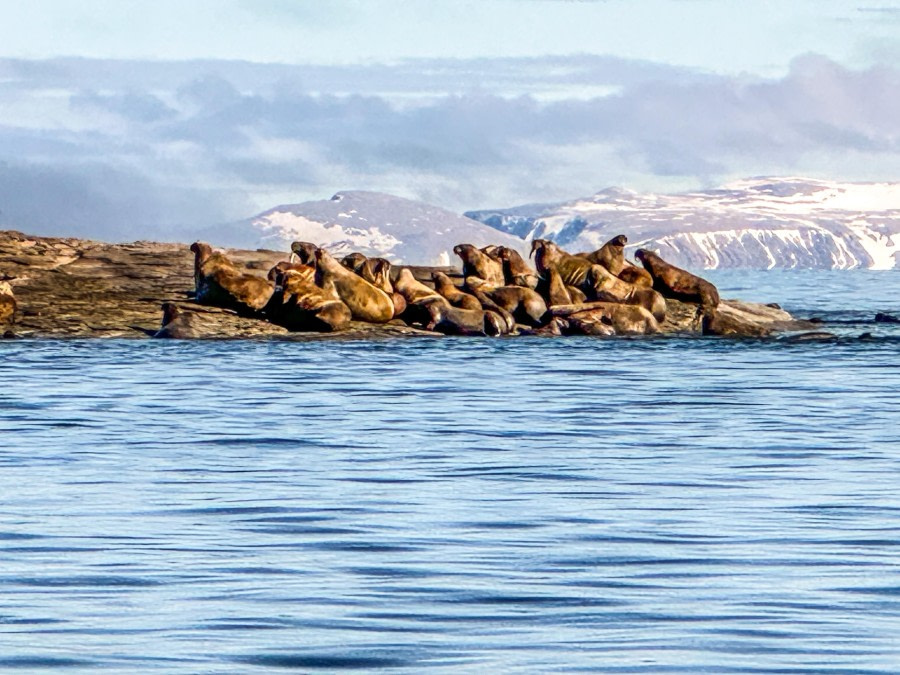 HDS06-24, Day 4, EA6F1883-84E1-46D3-A7AA-28942C15E94F © Unknown photographer - Oceanwide Expeditions.JPEG