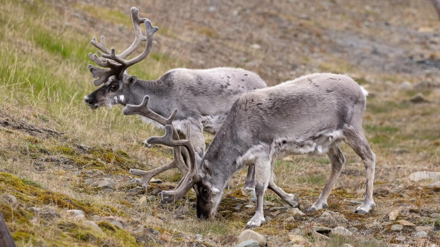 Embarkation – Longyearbyen, Svalbard