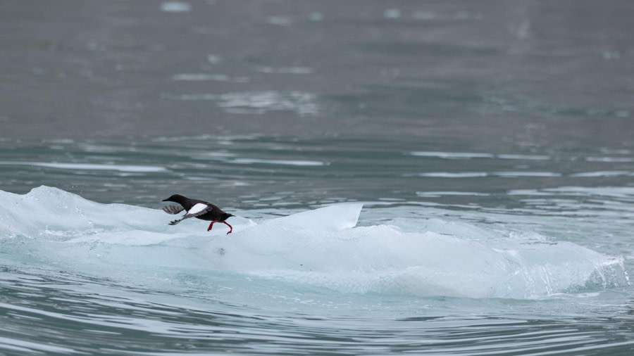 HDS07-24, Day 3, 4Q9A2531 © Katlyn Taylor - Oceanwide Expeditions.jpeg