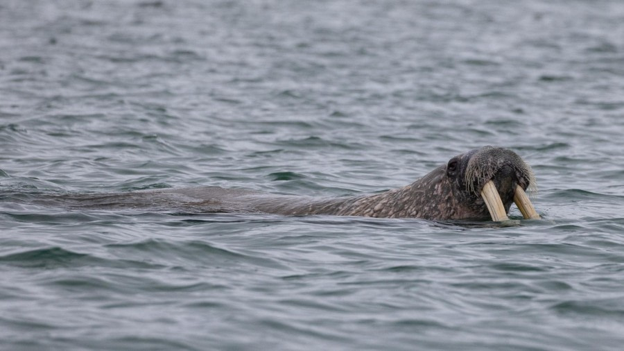 HDS07-24, Day 3, 4Q9A2539 © Katlyn Taylor - Oceanwide Expeditions.jpeg