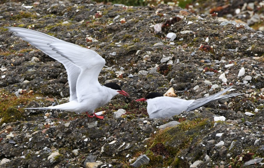 HDS07-24, Day 3, Tern food © Unknown photographer - Oceanwide Expeditions.JPG