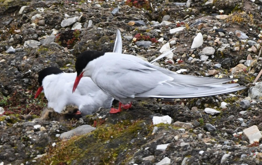 HDS07-24, Day 3, Terns and chick © Unknown photographer - Oceanwide Expeditions.JPG