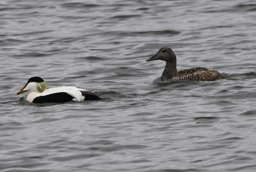 HDS07-24, Day 4, Eider ducks © Unknown photographer - Oceanwide Expeditions.JPG